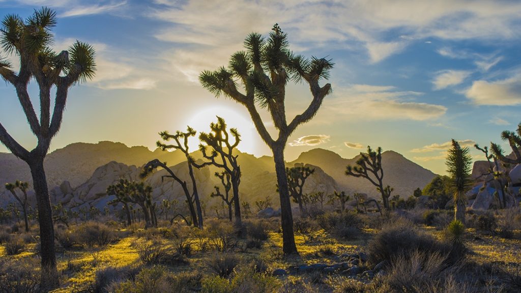 Joshua Trees, Mojave Desert, CA
